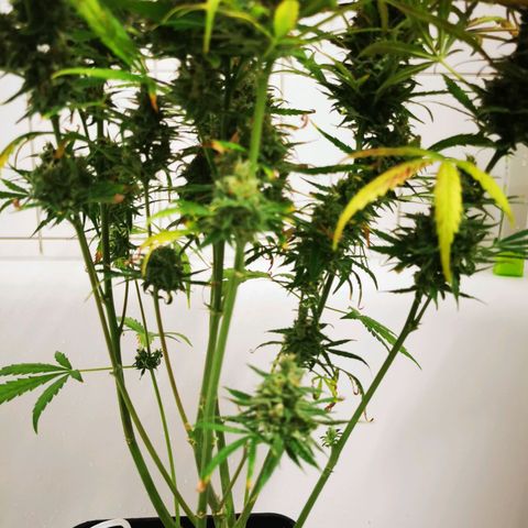 Alaskan Purple Auto growlog timeline photo