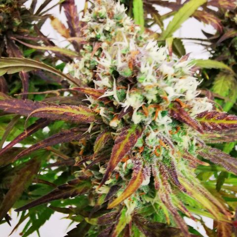 Alaskan Purple Auto growlog timeline photo