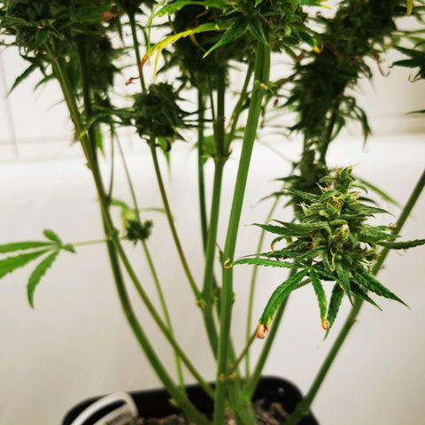 Alaskan Purple Auto growlog timeline photo