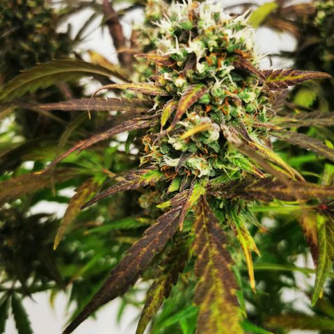 Alaskan Purple Auto growlog timeline photo
