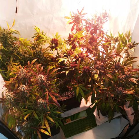 Alaskan Purple Auto growlog timeline photo