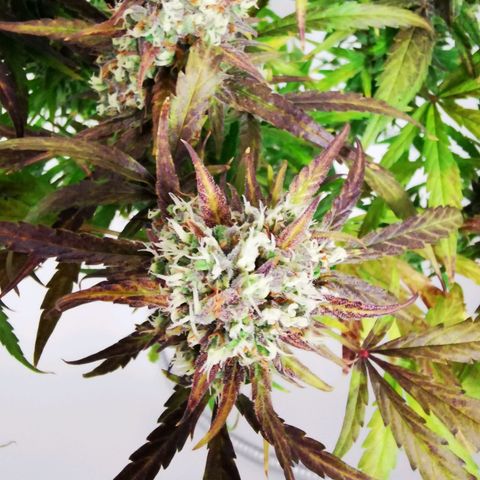 Alaskan Purple Auto growlog timeline photo