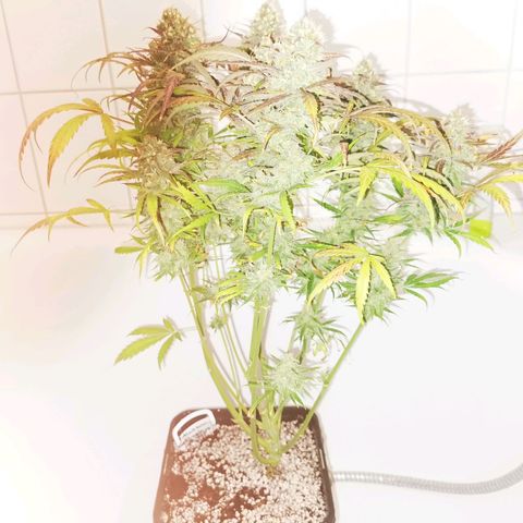 Alaskan Purple Auto growlog timeline photo