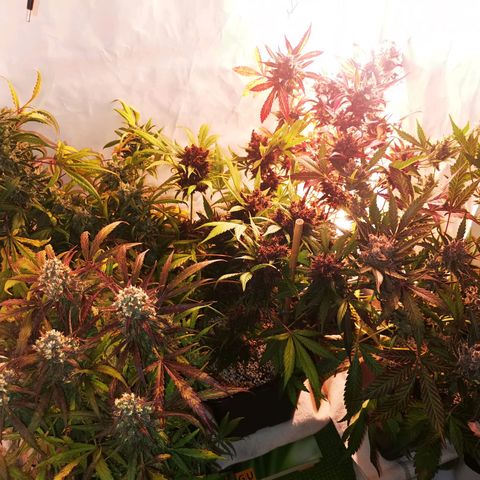 Alaskan Purple Auto growlog timeline photo
