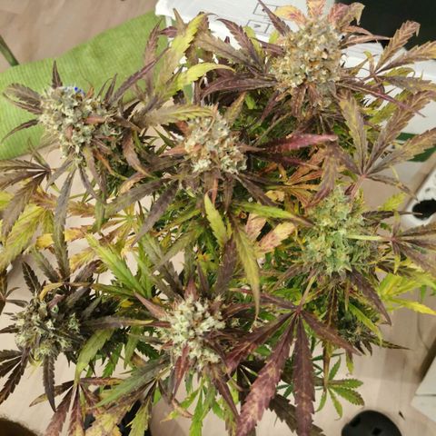 Alaskan Purple Auto growlog timeline photo