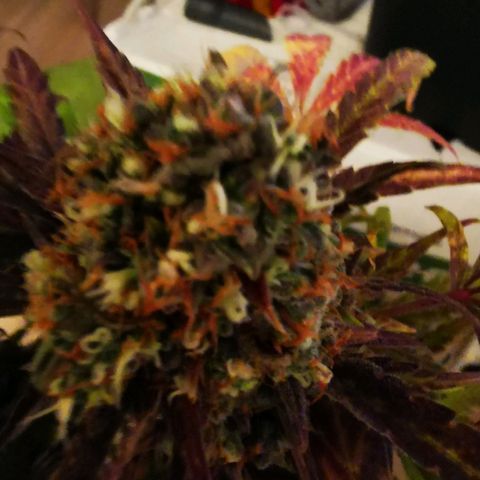 Alaskan Purple Auto growlog timeline photo