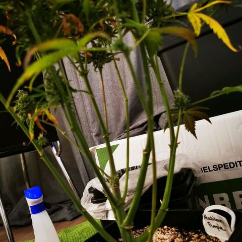 Alaskan Purple Auto growlog timeline photo
