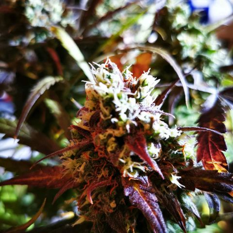 Alaskan Purple Auto growlog timeline photo