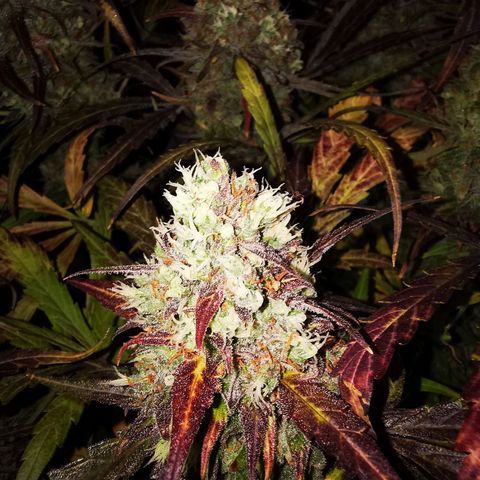 Alaskan Purple Auto growlog timeline photo