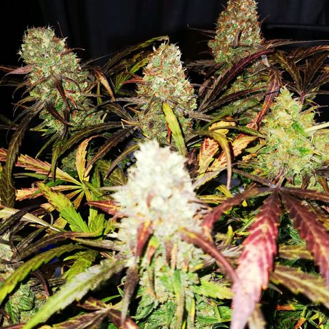 Alaskan Purple Auto growlog timeline photo