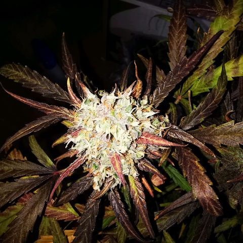 Alaskan Purple Auto growlog timeline photo