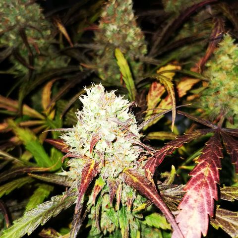 Alaskan Purple Auto growlog timeline photo