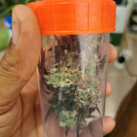 Alaskan Purple Auto growlog photo: Budrot 