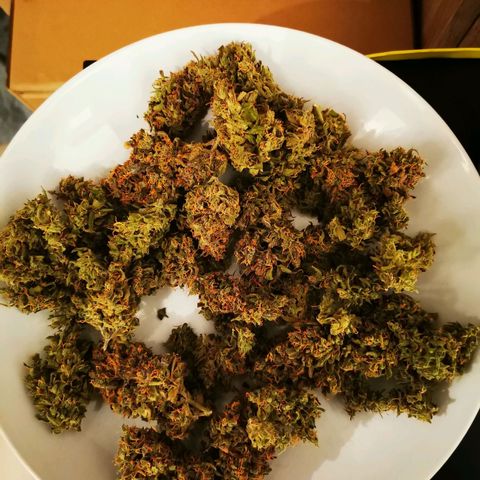 Alaskan Purple Auto growlog timeline photo