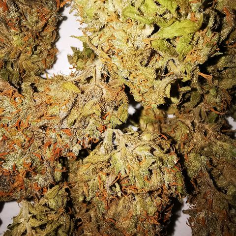 Alaskan Purple Auto growlog timeline photo