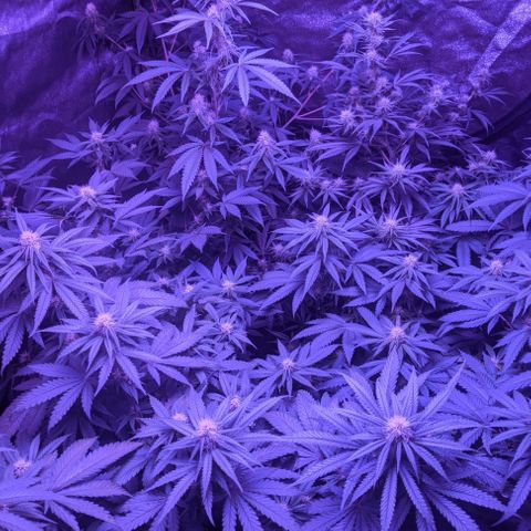 WW growlog photo: Going onto week 4 of flowering.