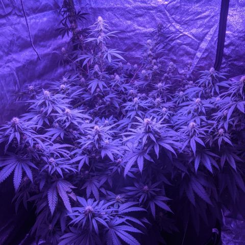 WW growlog photo: Going onto week 4 of flowering.