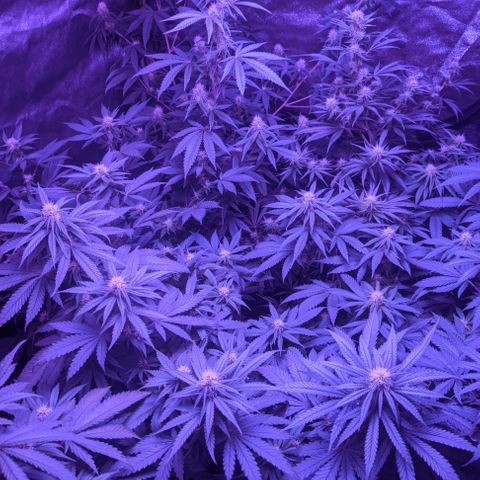 WW growlog photo: Going onto week 4 of flowering.