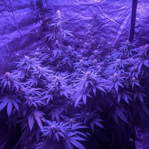 WW growlog photo: Going onto week 4 of flowering.