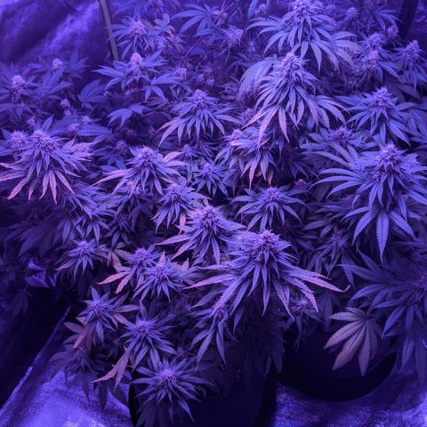 WW growlog photo: About to start Week 6 flowering.