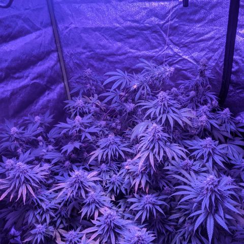 WW growlog photo: About to start Week 6 flowering.