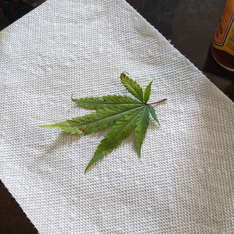 WW growlog photo: Diagnosis for Widow.