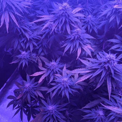 WW growlog photo: Diagnosis for Widow.