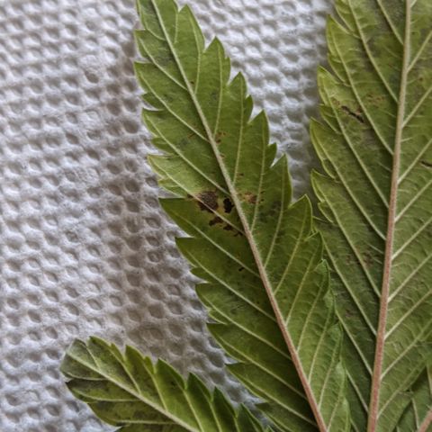 WW growlog photo: Diagnosis for Widow.