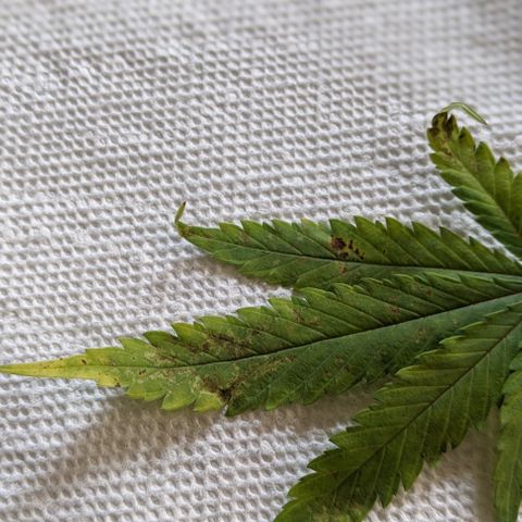 WW growlog photo: Diagnosis for Widow.