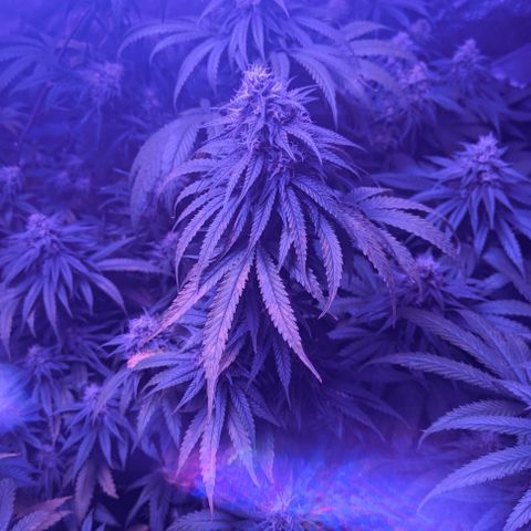 WW growlog photo: Diagnosis for Widow.