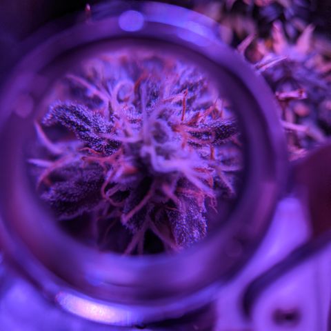 WW growlog photo: Trichome photos