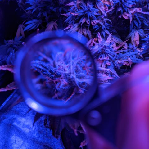 WW growlog photo: Trichome photos