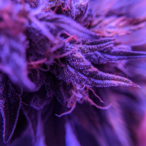 WW growlog photo: Trichome photos