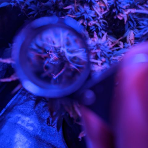 WW growlog photo: Trichome photos