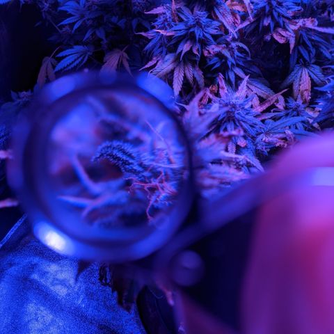 WW growlog photo: Trichome photos