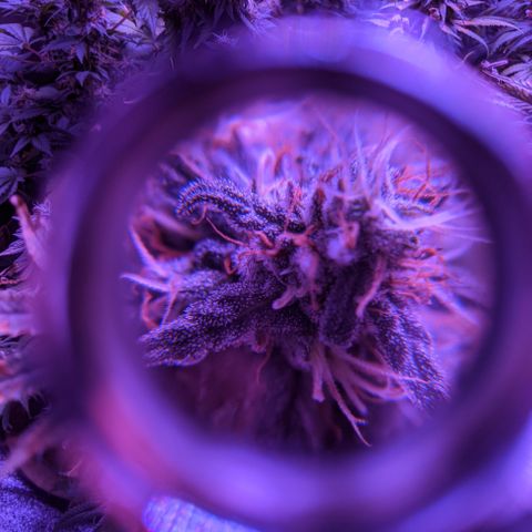 WW growlog photo: Trichome photos