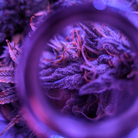 WW growlog photo: Trichome photos
