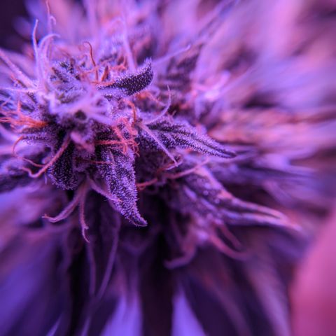 WW growlog photo: Trichome photos