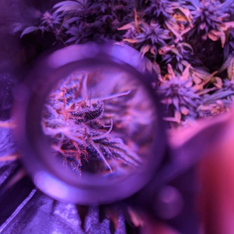 WW growlog photo: Trichome photos