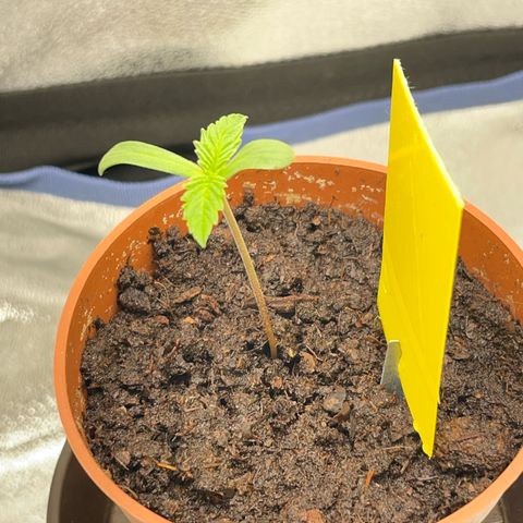 Diana growlog timeline photo