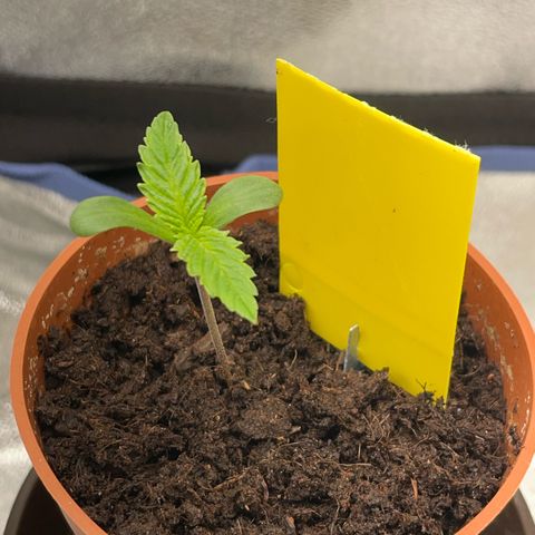 Diana growlog timeline photo