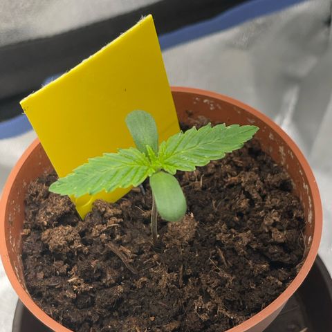 Diana growlog timeline photo