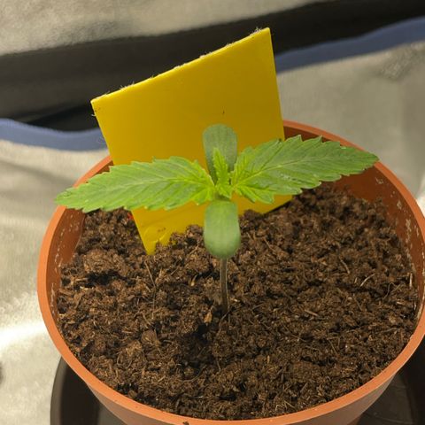 Diana growlog timeline photo