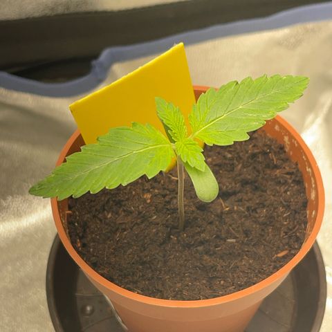 Diana growlog timeline photo