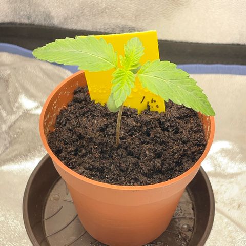 Diana growlog timeline photo