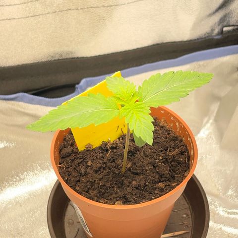 Diana growlog timeline photo