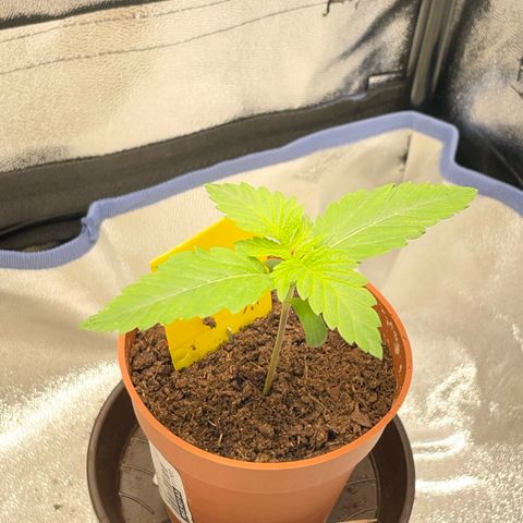 Diana growlog timeline photo