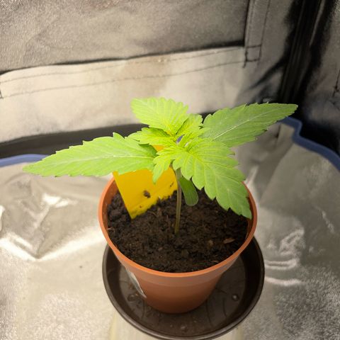 Diana growlog timeline photo