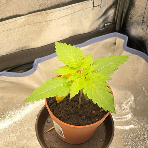 Diana growlog timeline photo