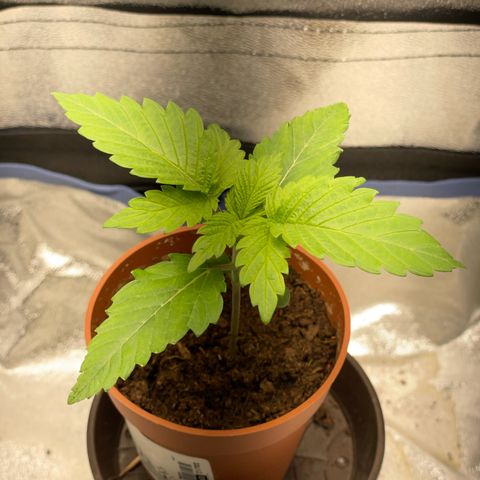 Diana growlog timeline photo
